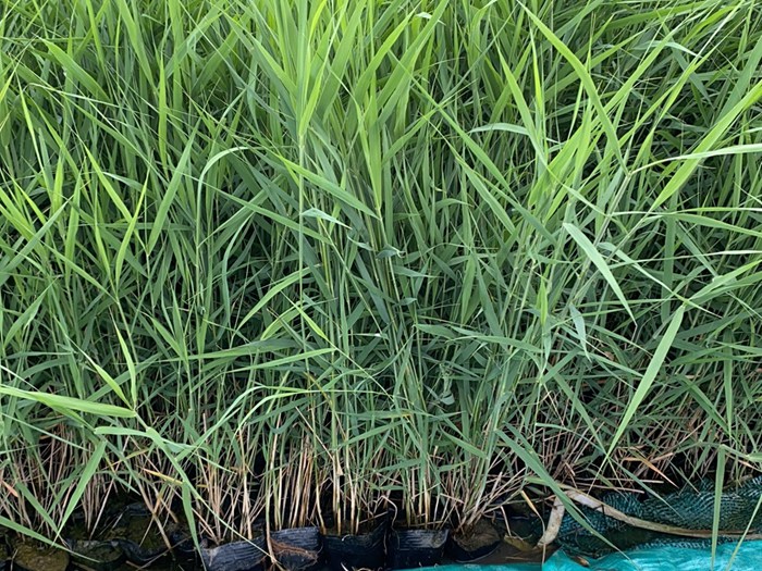 盆栽芦苇
